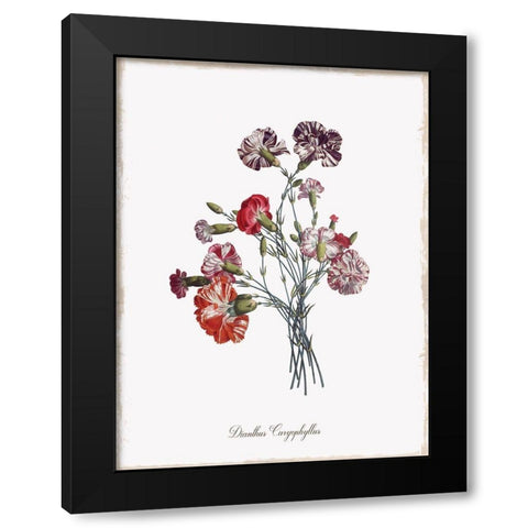 Botanical Carnation Black Modern Wood Framed Art Print by Donovan, Kelly
