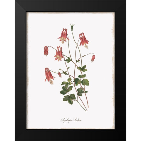 Botanical Columbine Black Modern Wood Framed Art Print by Donovan, Kelly