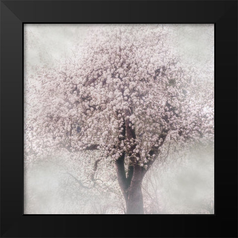 Blossoms of Spring III Black Modern Wood Framed Art Print by Weisz, Irene