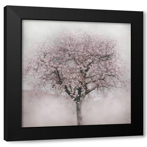Blossoms of Spring IV Black Modern Wood Framed Art Print by Weisz, Irene