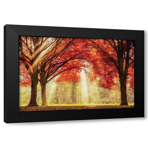 Everland Black Modern Wood Framed Art Print by Van de Goor, Lars