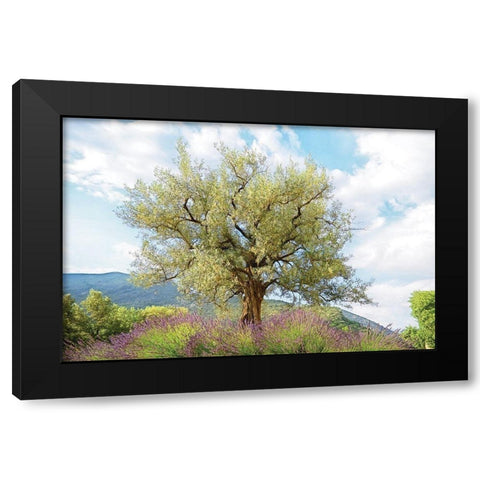 Olive Tree Black Modern Wood Framed Art Print by Van de Goor, Lars