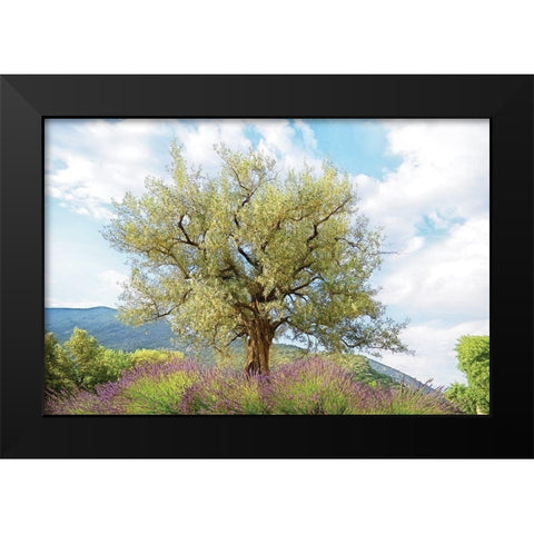 Olive Tree Black Modern Wood Framed Art Print by Van de Goor, Lars
