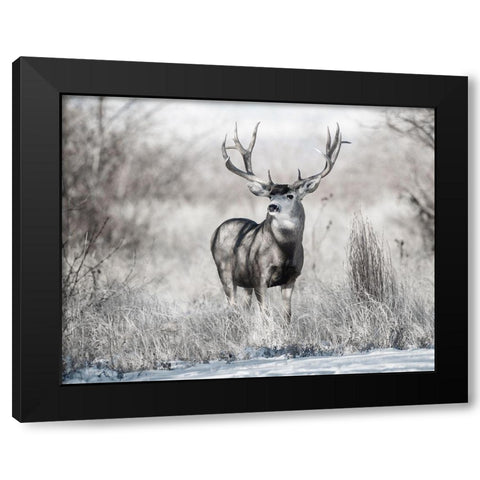 Rocky Mountain Black Modern Wood Framed Art Print by Delimont, Danita