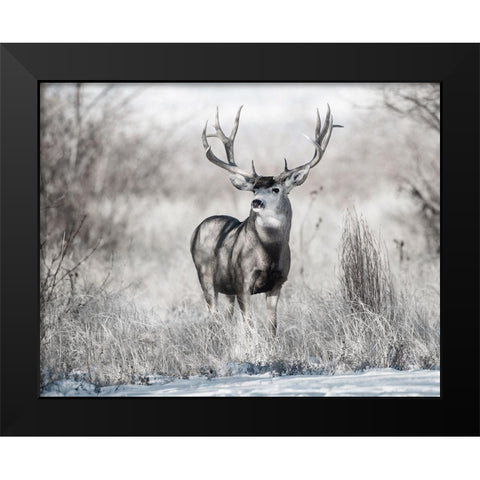 Rocky Mountain Black Modern Wood Framed Art Print by Delimont, Danita