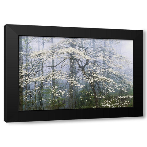 A. Jones _ Dogwood Canopy Black Modern Wood Framed Art Print with Double Matting by Delimont, Danita