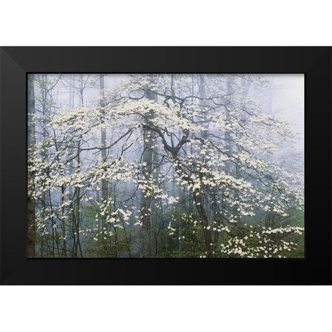 A. Jones _ Dogwood Canopy Black Modern Wood Framed Art Print by Delimont, Danita