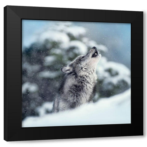Winter Howl Black Modern Wood Framed Art Print with Double Matting by Delimont, Danita