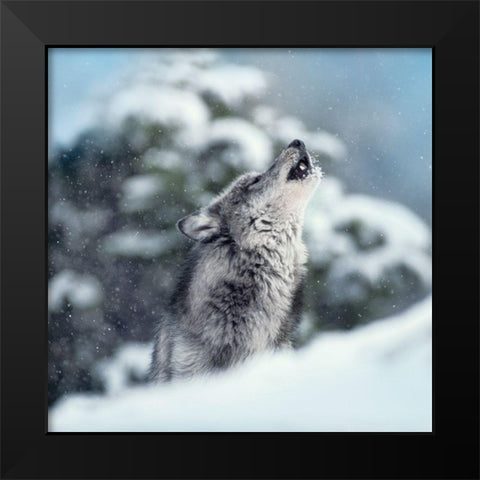Winter Howl Black Modern Wood Framed Art Print by Delimont, Danita