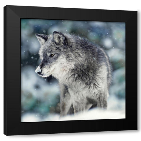 Winter Watch Black Modern Wood Framed Art Print with Double Matting by Delimont, Danita