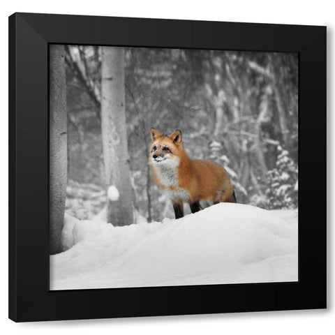 Snowy Sentinel Black Modern Wood Framed Art Print by Delimont, Danita