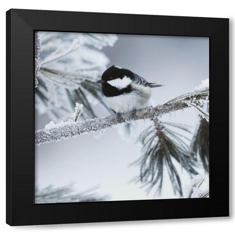 Frosty Perch Black Modern Wood Framed Art Print by Delimont, Danita