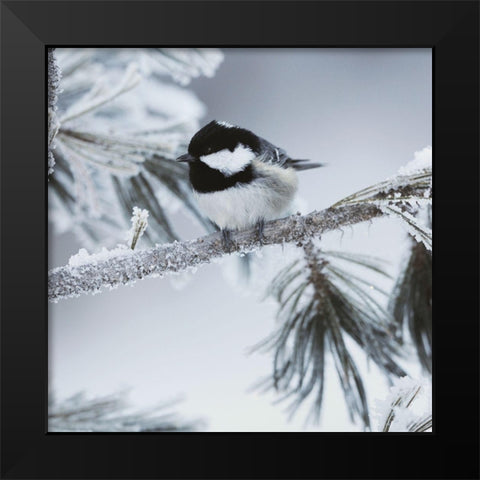 Frosty Perch Black Modern Wood Framed Art Print by Delimont, Danita