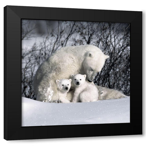 Winter Snuggle Black Modern Wood Framed Art Print by Delimont, Danita