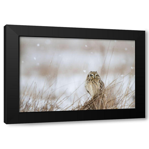 Prairie Winter Black Modern Wood Framed Art Print by Delimont, Danita