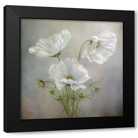 Still Life II Black Modern Wood Framed Art Print by Disher, Mandy