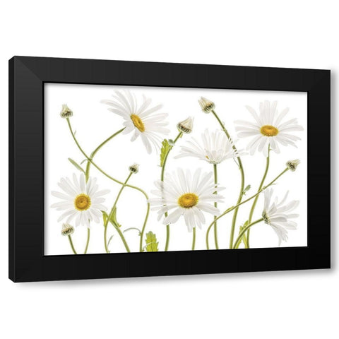 High Kew Daisies Black Modern Wood Framed Art Print by Disher, Mandy