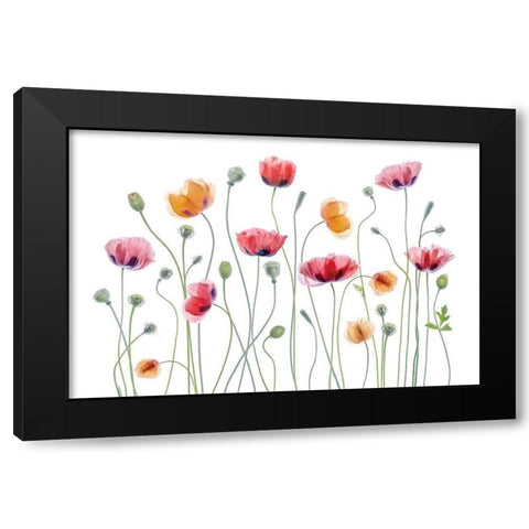 High Key Poppy Black Modern Wood Framed Art Print by Disher, Mandy