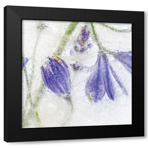 Frozen Floral III Black Modern Wood Framed Art Print by Disher, Mandy