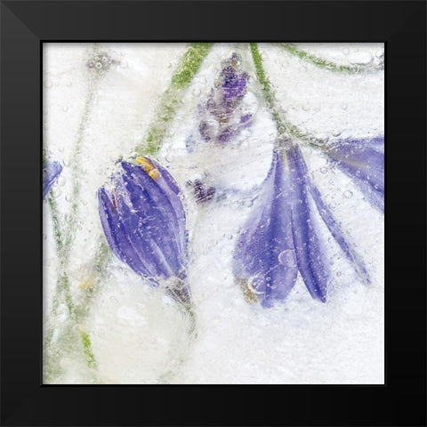 Frozen Floral III Black Modern Wood Framed Art Print by Disher, Mandy