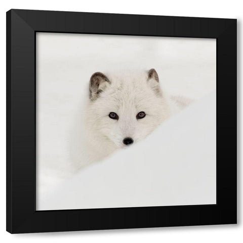 Arctic Fox Black Modern Wood Framed Art Print with Double Matting by Delimont, Danita