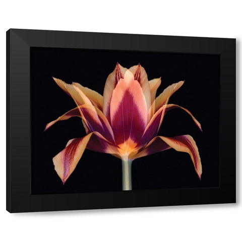 Red Tulip Black Modern Wood Framed Art Print by Delimont, Danita