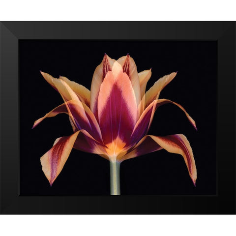 Red Tulip Black Modern Wood Framed Art Print by Delimont, Danita