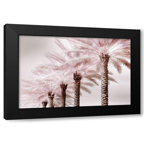 Stately Palms Black Modern Wood Framed Art Print with Double Matting by Delimont, Danita