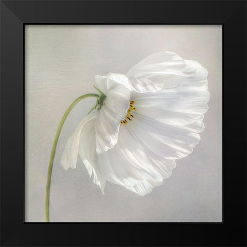 Daisy Detail Black Modern Wood Framed Art Print by Disher, Mandy