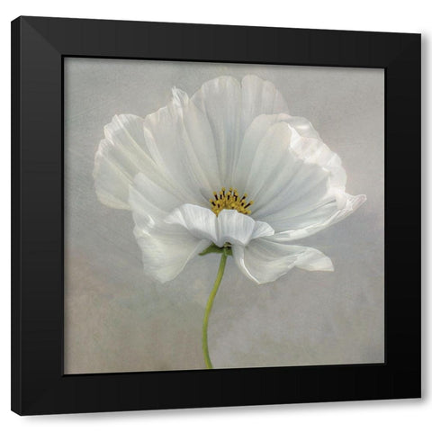 Daisy Detail Black Modern Wood Framed Art Print by Disher, Mandy