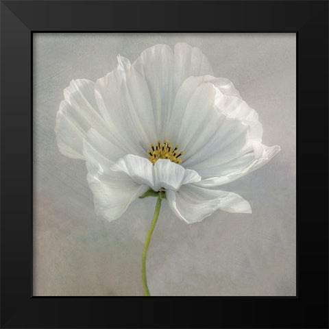 Daisy Detail Black Modern Wood Framed Art Print by Disher, Mandy