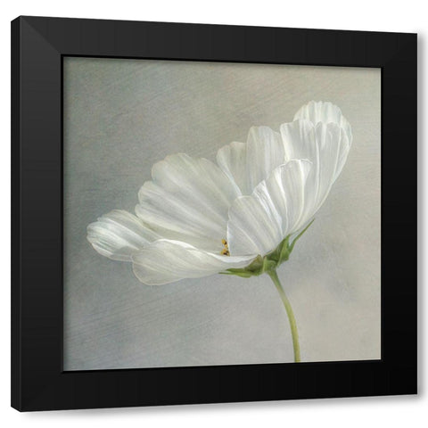 Daisy Detail Black Modern Wood Framed Art Print by Disher, Mandy