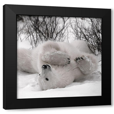 Hudson Bay Black Modern Wood Framed Art Print with Double Matting by Delimont, Danita