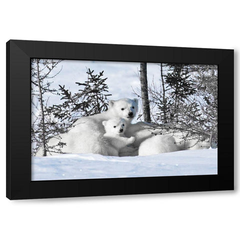 Winter Cubs Black Modern Wood Framed Art Print with Double Matting by Delimont, Danita