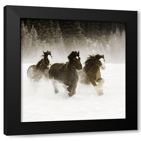 Winter Roundup II Black Modern Wood Framed Art Print by Delimont, Danita