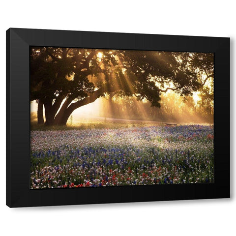 Morning Meadow Black Modern Wood Framed Art Print with Double Matting by Delimont, Danita