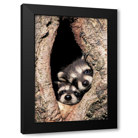 Peeking Out Black Modern Wood Framed Art Print by Jones, Adam
