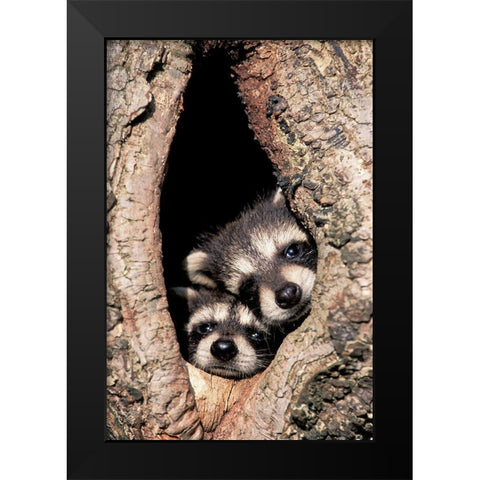 Peeking Out Black Modern Wood Framed Art Print by Jones, Adam