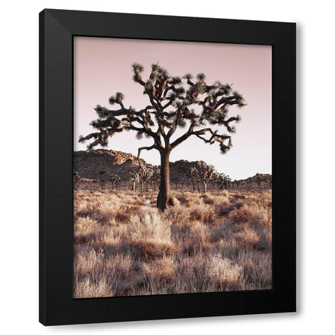 Joshua Tree Black Modern Wood Framed Art Print with Double Matting by Delimont, Danita