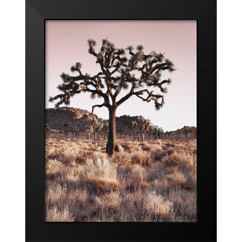 Joshua Tree Black Modern Wood Framed Art Print by Delimont, Danita