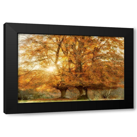 Couple of Beeches Black Modern Wood Framed Art Print by Van de Goor, Lars