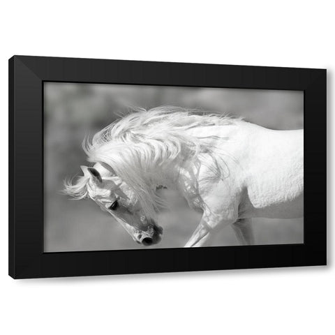 White Stallion Black Modern Wood Framed Art Print by Klopfer, Lee
