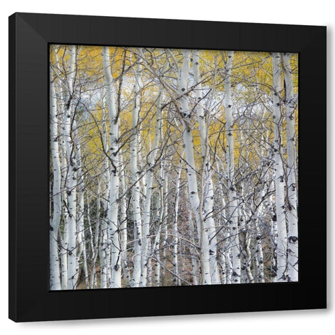 Mountain Aspen Black Modern Wood Framed Art Print with Double Matting by Luhm, Gary