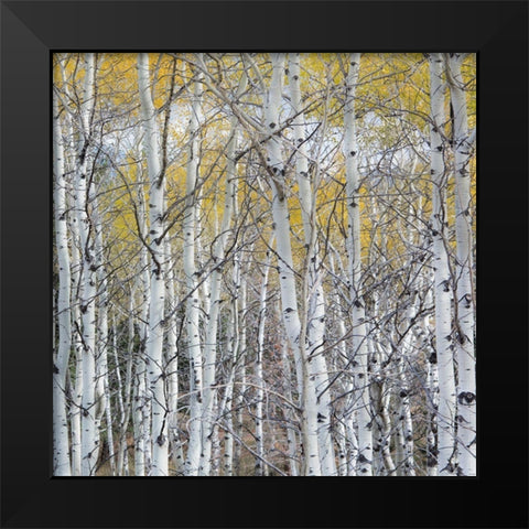 Mountain Aspen Black Modern Wood Framed Art Print by Luhm, Gary