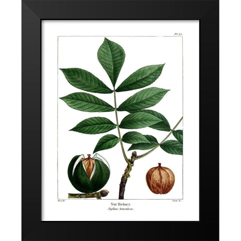Nut Hickory Black Modern Wood Framed Art Print by Donovan, Kelly