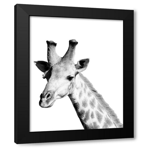 Safari Giraffe Black Modern Wood Framed Art Print with Double Matting by Hopkins, Cindy Miller