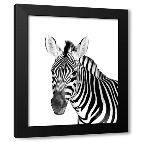 Safari Zebra Black Modern Wood Framed Art Print with Double Matting by Westmoreland, Robin
