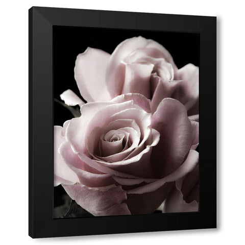 Rose Noir II Black Modern Wood Framed Art Print with Double Matting by Miller, Anna