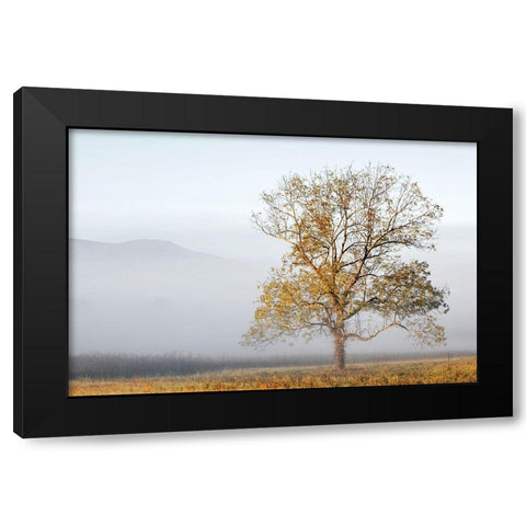 Cades Cove Black Modern Wood Framed Art Print with Double Matting by Collins, Ann
