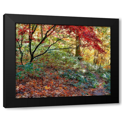 Secret Garden Black Modern Wood Framed Art Print by Gulin, Darrell